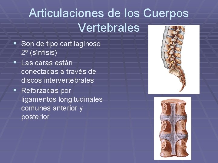 Articulaciones de los Cuerpos Vertebrales § Son de tipo cartilaginoso 2º (sínfisis) § Las Articulaciones de los Cuerpos Vertebrales § Son de tipo cartilaginoso 2º (sínfisis) § Las