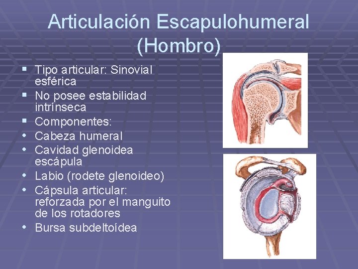 Articulación Escapulohumeral (Hombro) § Tipo articular: Sinovial § § • • • esférica No Articulación Escapulohumeral (Hombro) § Tipo articular: Sinovial § § • • • esférica No