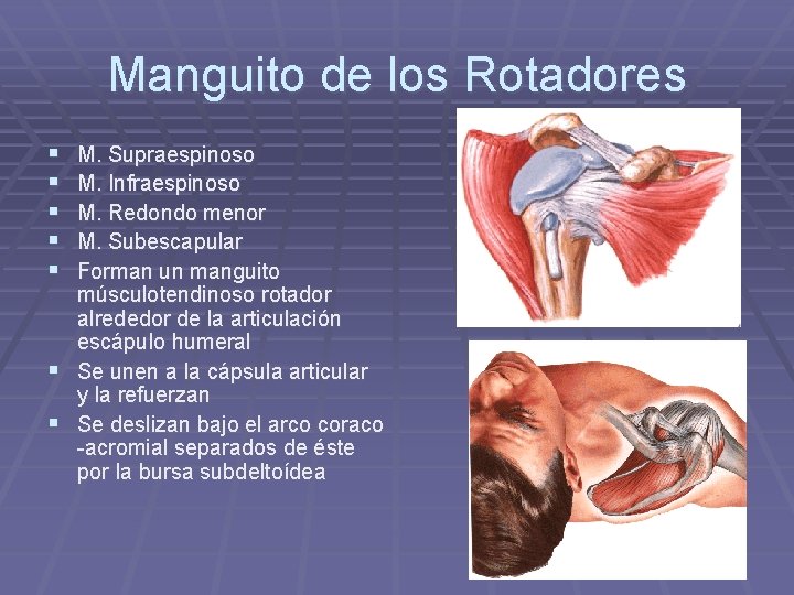 Manguito de los Rotadores § § § § M. Supraespinoso M. Infraespinoso M. Redondo Manguito de los Rotadores § § § § M. Supraespinoso M. Infraespinoso M. Redondo