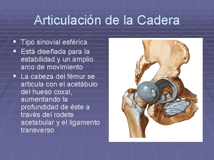 Articulación de la Cadera § Tipo sinovial esférica § Está diseñada para la estabilidad Articulación de la Cadera § Tipo sinovial esférica § Está diseñada para la estabilidad