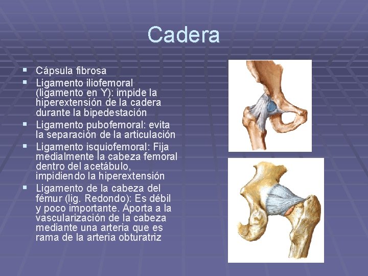 Cadera § Cápsula fibrosa § Ligamento iliofemoral § § § (ligamento en Y): impide Cadera § Cápsula fibrosa § Ligamento iliofemoral § § § (ligamento en Y): impide