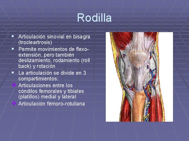 Rodilla § Articulación sinovial en bisagra (trocleartrosis) § Permite movimientos de flexoextensión, pero también Rodilla § Articulación sinovial en bisagra (trocleartrosis) § Permite movimientos de flexoextensión, pero también