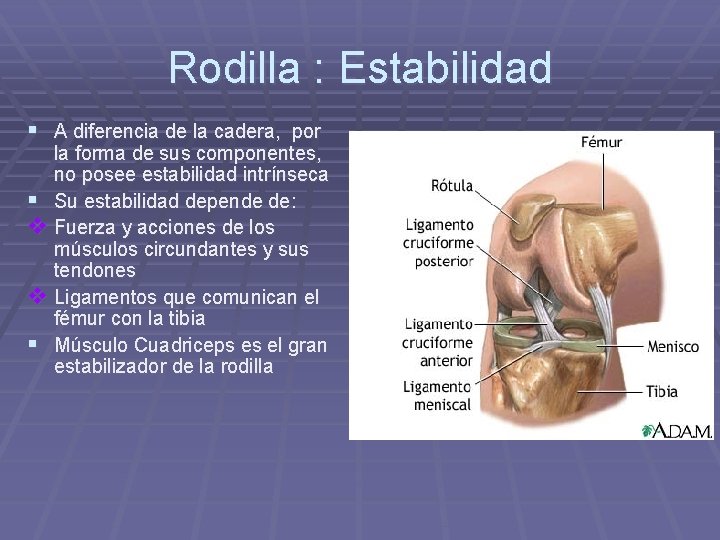 Rodilla : Estabilidad § A diferencia de la cadera, por la forma de sus Rodilla : Estabilidad § A diferencia de la cadera, por la forma de sus