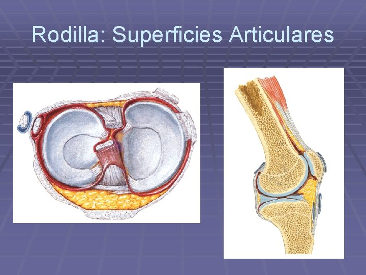 Rodilla: Superficies Articulares Rodilla: Superficies Articulares
