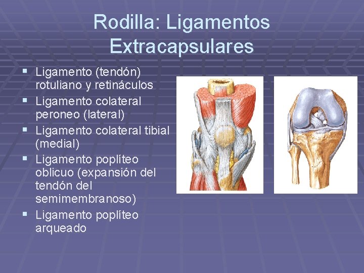 Rodilla: Ligamentos Extracapsulares § Ligamento (tendón) § § rotuliano y retináculos Ligamento colateral peroneo Rodilla: Ligamentos Extracapsulares § Ligamento (tendón) § § rotuliano y retináculos Ligamento colateral peroneo