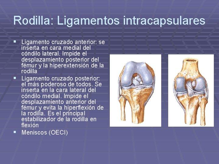 Rodilla: Ligamentos intracapsulares § Ligamento cruzado anterior: se inserta en cara medial del cóndilo Rodilla: Ligamentos intracapsulares § Ligamento cruzado anterior: se inserta en cara medial del cóndilo