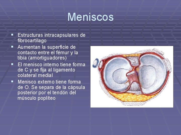 Meniscos § Estructuras intracapsulares de fibrocartílago § Aumentan la superficie de contacto entre el Meniscos § Estructuras intracapsulares de fibrocartílago § Aumentan la superficie de contacto entre el
