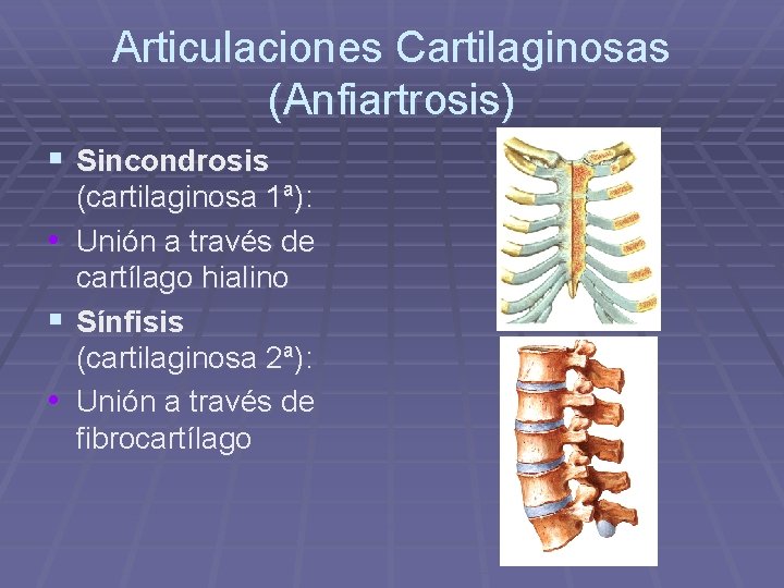 Articulaciones Cartilaginosas (Anfiartrosis) § Sincondrosis (cartilaginosa 1ª): • Unión a través de cartílago hialino Articulaciones Cartilaginosas (Anfiartrosis) § Sincondrosis (cartilaginosa 1ª): • Unión a través de cartílago hialino