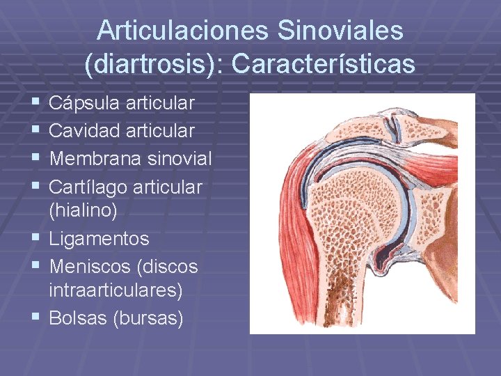 Articulaciones Sinoviales (diartrosis): Características § § § § Cápsula articular Cavidad articular Membrana sinovial Articulaciones Sinoviales (diartrosis): Características § § § § Cápsula articular Cavidad articular Membrana sinovial