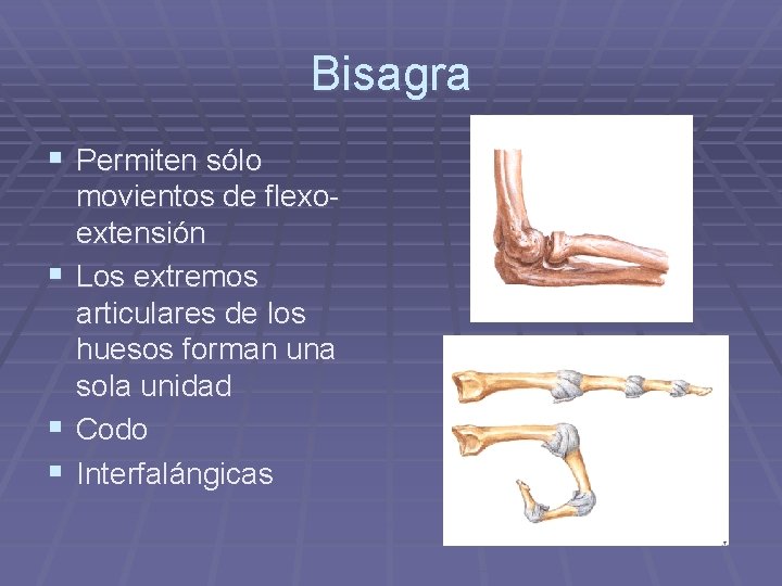 Bisagra § Permiten sólo movientos de flexoextensión § Los extremos articulares de los huesos Bisagra § Permiten sólo movientos de flexoextensión § Los extremos articulares de los huesos