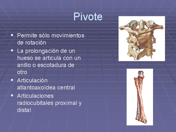 Pivote § Permite sólo movimientos de rotación § La prolongación de un hueso se Pivote § Permite sólo movimientos de rotación § La prolongación de un hueso se