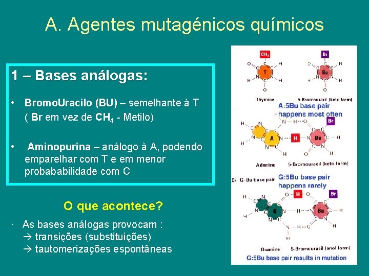 A. Agentes mutagénicos químicos 1 – Bases análogas: • Bromo. Uracilo (BU) – semelhante