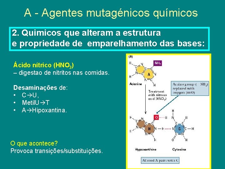 A - Agentes mutagénicos químicos 2. Quimicos que alteram a estrutura e propriedade de