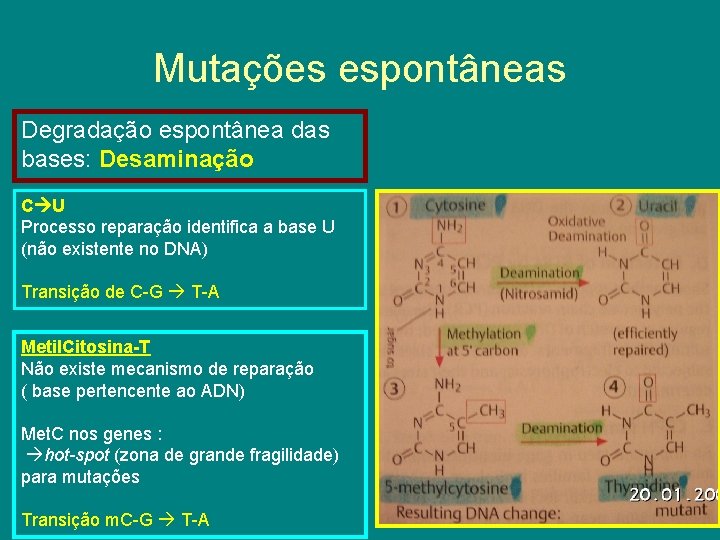 Mutações espontâneas Degradação espontânea das bases: Desaminação C U Processo reparação identifica a base