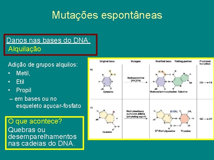 Mutações espontâneas Danos nas bases do DNA: Alquilação Adição de grupos alquilos: • Metil,