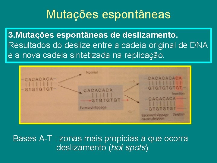 Mutações espontâneas 3. Mutações espontâneas de deslizamento. Resultados do deslize entre a cadeia original