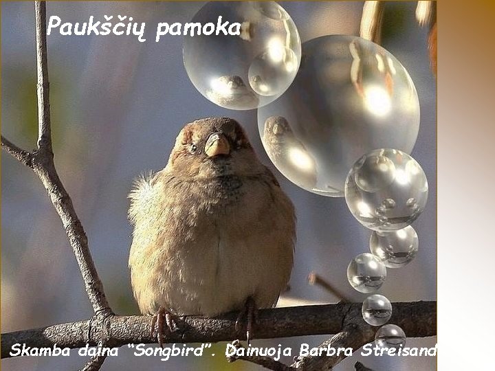 Paukščių pamoka Skamba daina “Songbird”. Dainuoja Barbra Streisand 