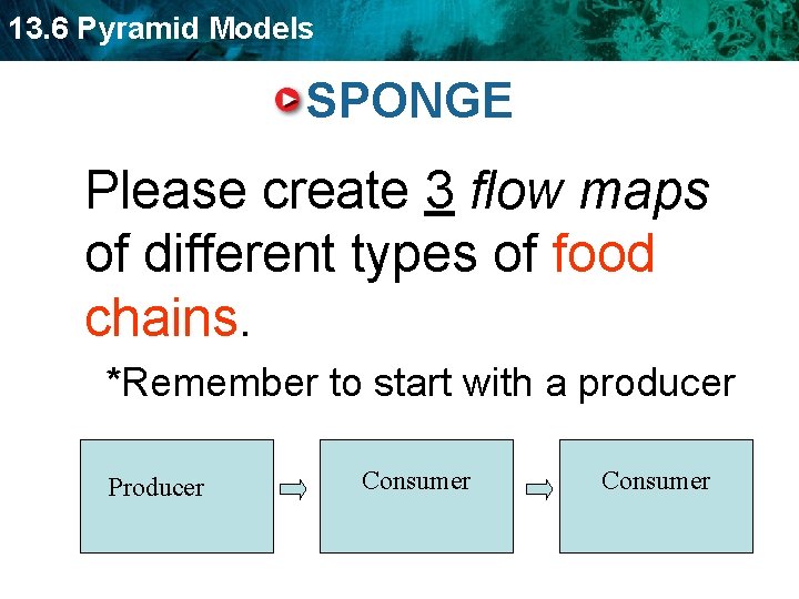 13. 6 Pyramid Models SPONGE Please create 3 flow maps of different types of