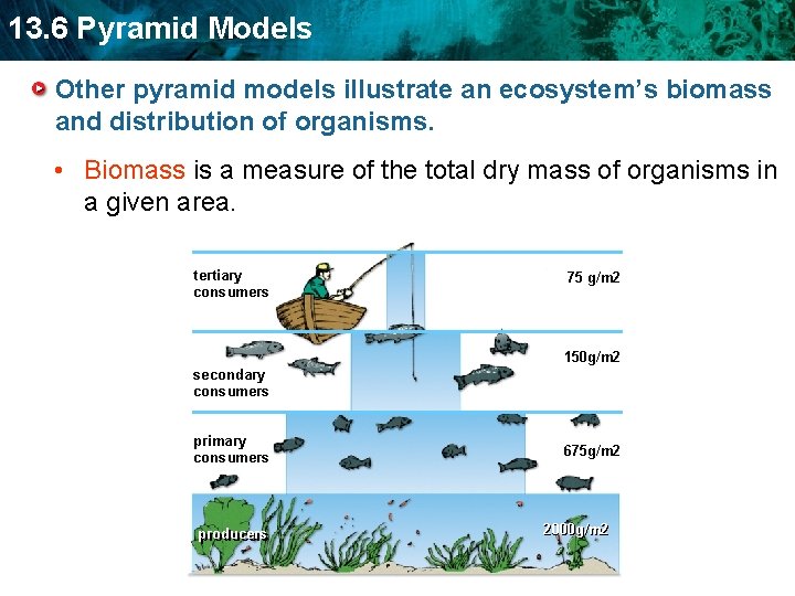13. 6 Pyramid Models Other pyramid models illustrate an ecosystem’s biomass and distribution of