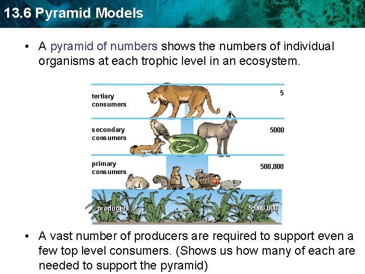 13. 6 Pyramid Models • A pyramid of numbers shows the numbers of individual