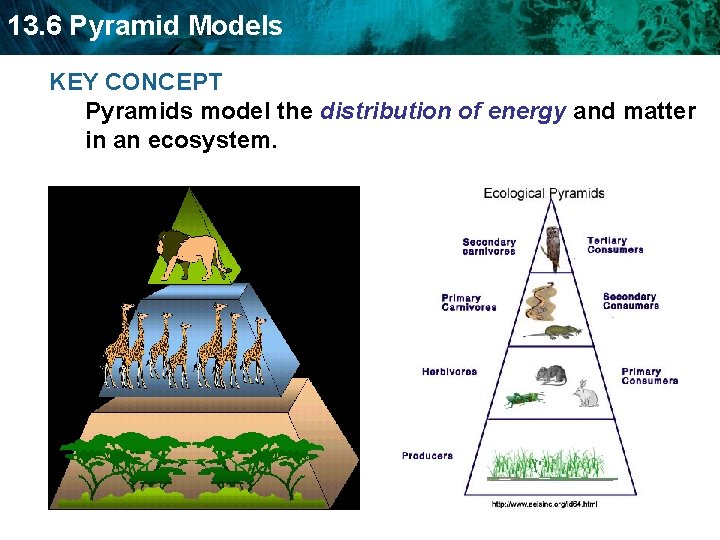 13. 6 Pyramid Models KEY CONCEPT Pyramids model the distribution of energy and matter