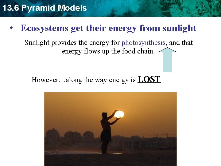 13. 6 Pyramid Models • Ecosystems get their energy from sunlight Sunlight provides the