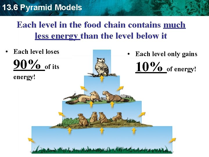 13. 6 Pyramid Models Each level in the food chain contains much less energy