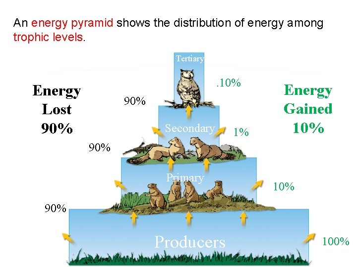 13. 6 Pyramid Models An energy pyramid shows the distribution of energy among trophic