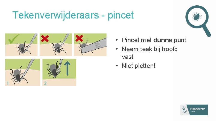 Tekenverwijderaars - pincet • Pincet met dunne punt • Neem teek bij hoofd vast