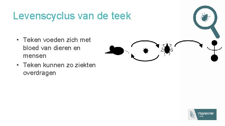 Levenscyclus van de teek • Teken voeden zich met bloed van dieren en mensen