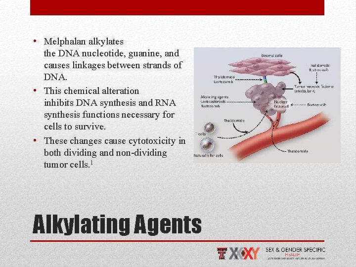  • Melphalan alkylates the DNA nucleotide, guanine, and causes linkages between strands of