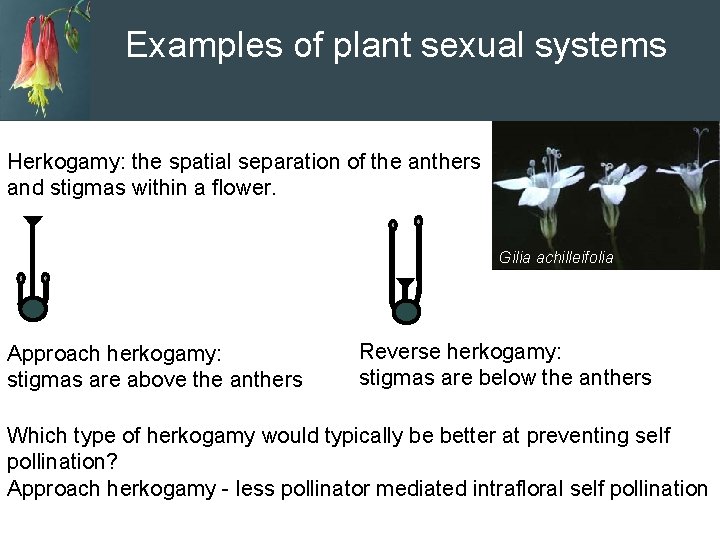 Examples of plant sexual systems Herkogamy: the spatial separation of the anthers and stigmas