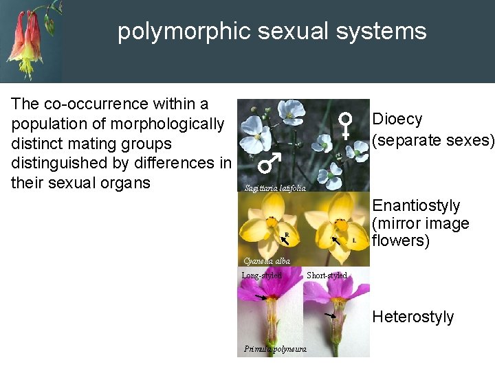 polymorphic sexual systems The co-occurrence within a population of morphologically distinct mating groups distinguished