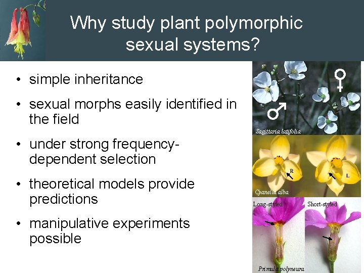 Why study polymorphic sexual Why study plant polymorphic systems? sexual systems? • simple inheritance