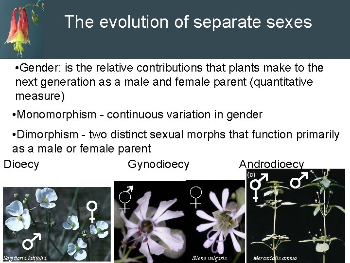 The evolution of separate sexes • Gender: is the relative contributions that plants make