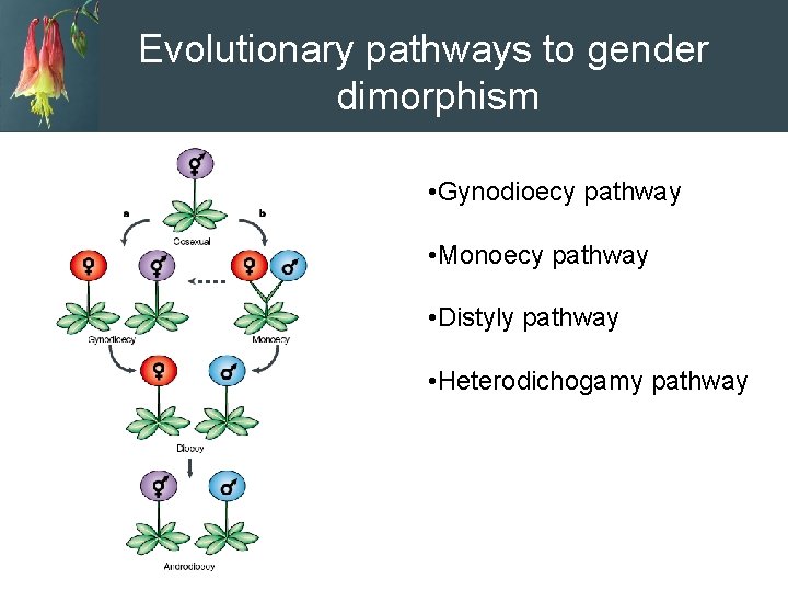 Evolutionary pathways to gender dimorphism • Gynodioecy pathway • Monoecy pathway • Distyly pathway