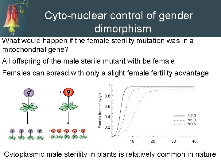 Cyto-nuclear control of gender dimorphism What would happen if the female sterility mutation was