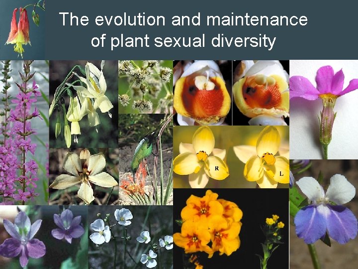 The evolution and maintenance of plant sexual diversity 