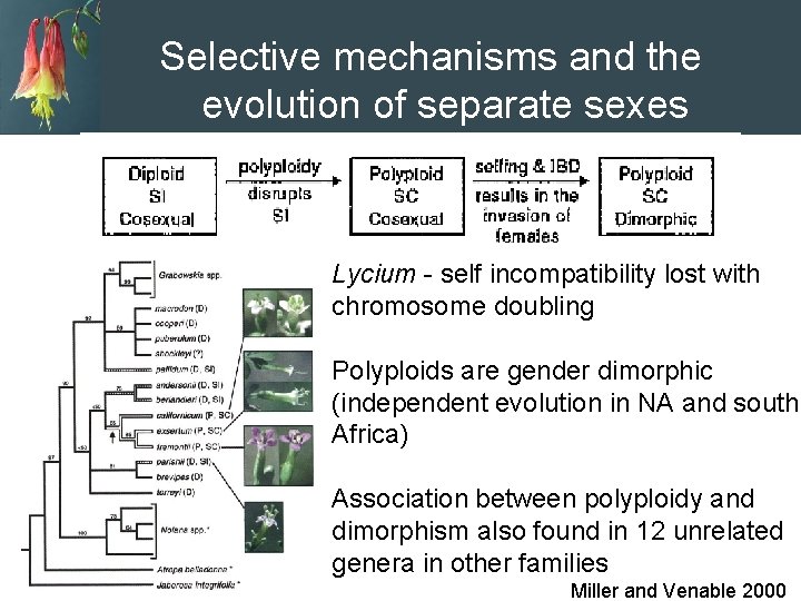 Selective mechanisms and the evolution of separate sexes Lycium - self incompatibility lost with