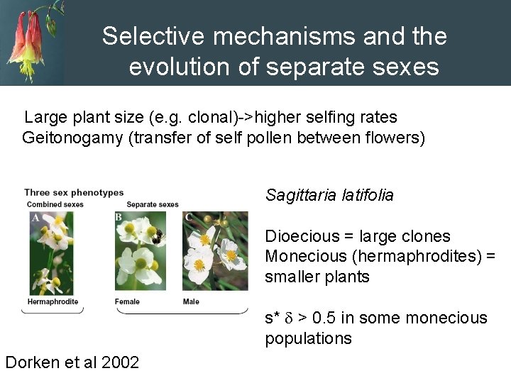 Selective mechanisms and the evolution of separate sexes Large plant size (e. g. clonal)->higher