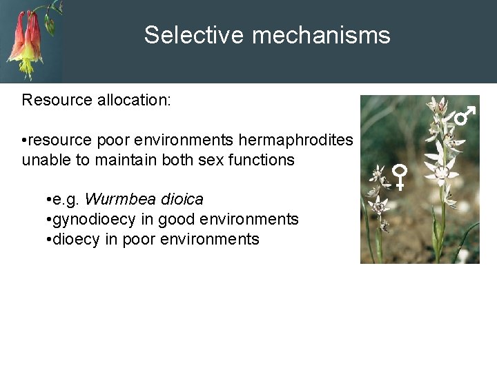 Selective mechanisms Resource allocation: • resource poor environments hermaphrodites unable to maintain both sex