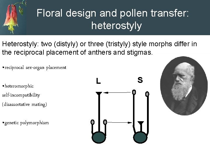 Floral design and pollen transfer: heterostyly Heterostyly: two (distyly) or three (tristyly) style morphs