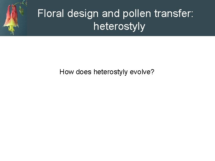 Floral design and pollen transfer: heterostyly How does heterostyly evolve? 