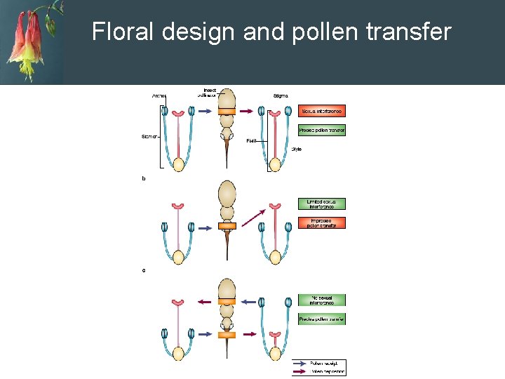 Floral design and pollen transfer 