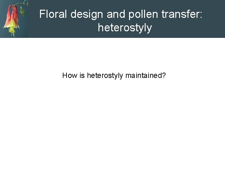 Floral design and pollen transfer: heterostyly How is heterostyly maintained? 