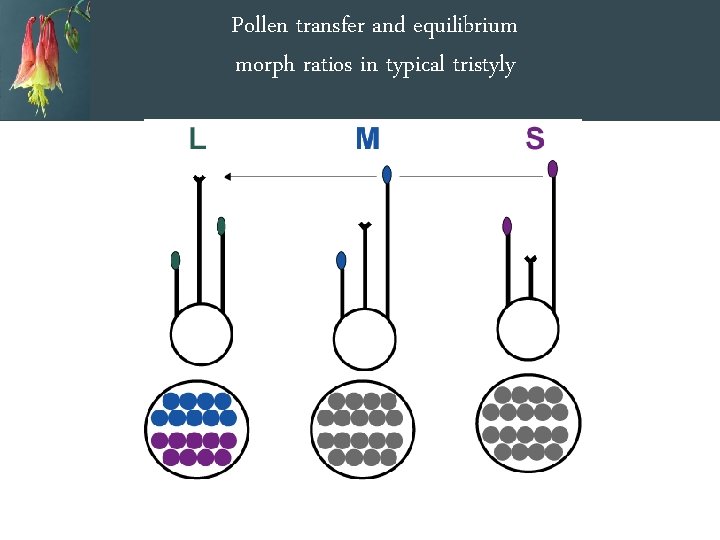 Pollen transfer and equilibrium morph ratios in typical tristyly 