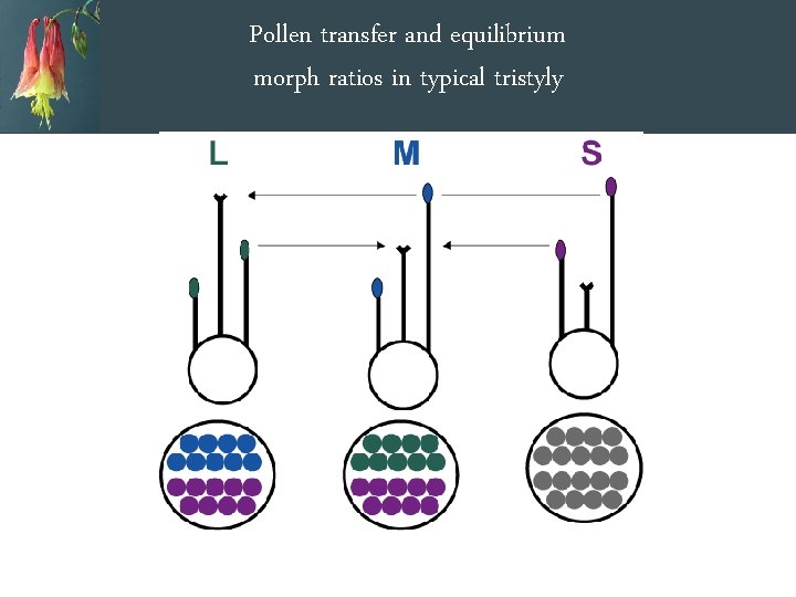 Pollen transfer and equilibrium morph ratios in typical tristyly 