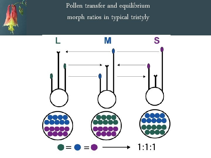 Pollen transfer and equilibrium morph ratios in typical tristyly 