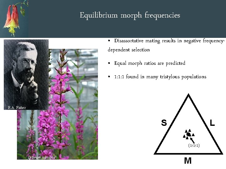 Equilibrium morph frequencies • Disassortative mating results in negative frequencydependent selection • Equal morph