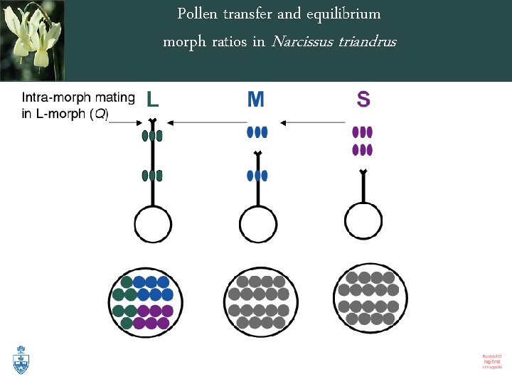 Pollen transfer and equilibrium morph ratios in Narcissus triandrus 
